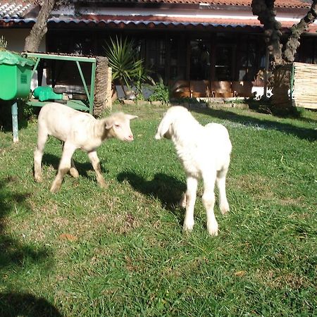 Agriturismo La Vecchia Dolceacqua Villa Екстериор снимка
